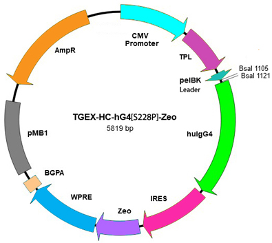 TGEX-HC-hG4[S228P]-Zeo map